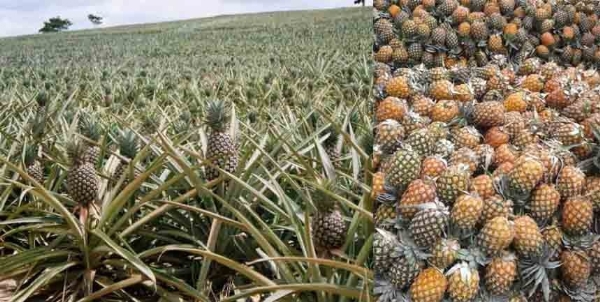 লক্ষ্মীপুরের আনারস_প্রতিনিধিত্বমূলক ছবি