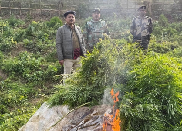 গাঁজা বিরোধী অভিযান