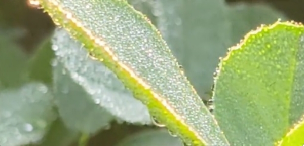 রাজস্থানে সিকারে কনকনে ঠান্ডা, পারদ নামল ০.২ ডিগ্রি সেলসিয়াসে