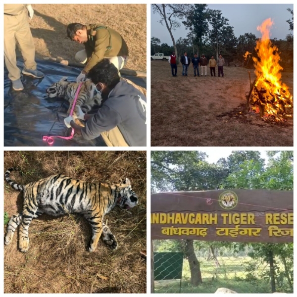 বাঁধবগড় টাইগার রিজার্ভে ফের সন্দেহজনক মৃত্যু স্ত্রী বাঘশাবকের