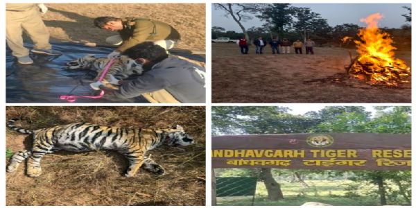 বান্ধবগড় অভয়ারণ্যে মৃত্যু স্ত্রী ব্যাঘ্রশাবকের