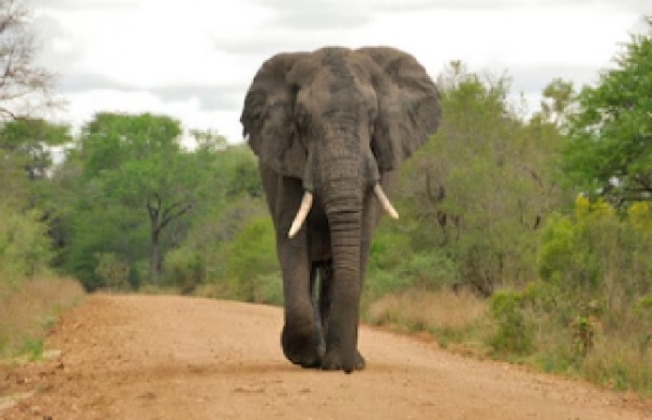 ফের হাতির হানা ঝাড়খণ্ডে, শিশু-সহ দু’জনের মৃত্যু ফের হাতির হানা ঝাড়খণ্ডে, শিশু-সহ দু’জনের মৃত্যু