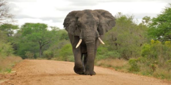 ফের হাতির হানা ঝাড়খণ্ডে, শিশু-সহ দু’জনের মৃত্যু