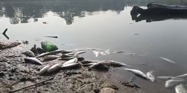খিলপাড়ায় নানুয়া দিঘিতে বিষ প্রয়োগের অভিযোগ, মরল ১২ লক্ষ মাছের পোনা