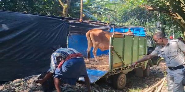 তাহেরপুর পুলিশের অভিযান, ঘোড়াঘাটা থেকে উদ্ধার ১৬টি পুশু ; গ্রেফতার দেগঙ্গার বাসিন্দা