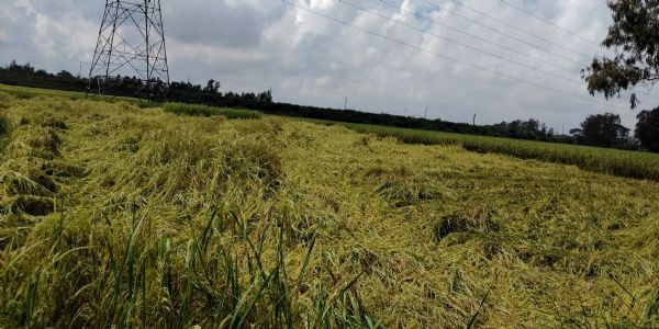 আলুর পর প্রাকৃতিক দুর্যোগের থাবা ধানেতেও চরম সংকটে আরামবাগের কৃষকরা