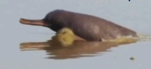 ডলফিন