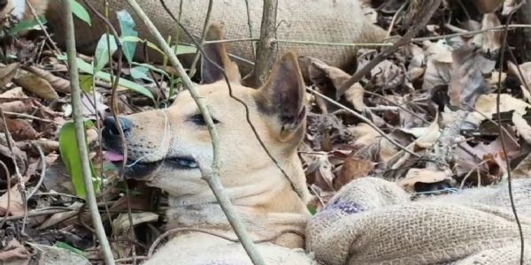 জঙ্গলে মিলল বস্তাবন্দী কুকুর, পাচারের অভিযোগে নাম উঠল স্থানীয়দের