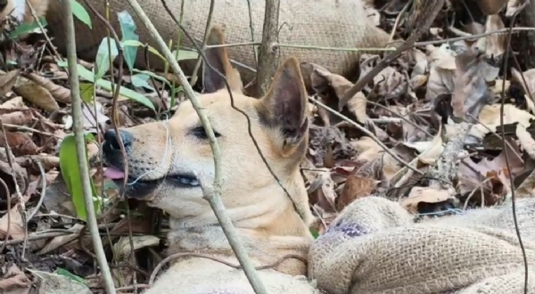 বস্তাবন্দি কুকুর উদ্ধার