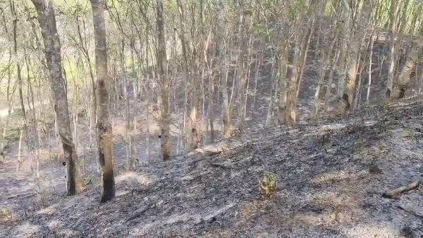 রাবার বাগানে নাশকতার আগুন