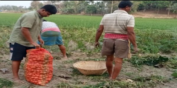 আলু ও সবজি চাষে লাভের আশা, উত্তর মহেশপুরে দুই কৃষকের সাফল্য