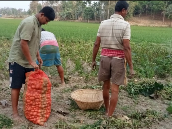 বক্সনগরে আলু চাষে সাফল্য