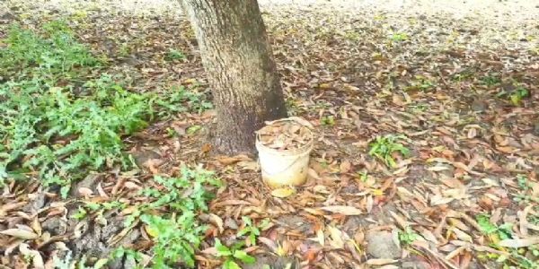 মুর্শিদাবাদে আমবাগান থেকে দুই বালতি তাজা বোমা উদ্ধার, ছড়ালো চাঞ্চল্য