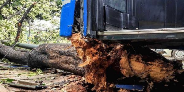 অসমের কারবি আংলঙে গাছে ধাক্কা বাসের, হত চালক সহ চার, আহত দশ