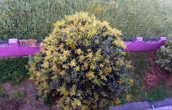 মার্চের বৃষ্টিতে হিমাচলে খুশি ফলচাষিরা, ফলন ভালো নিয়ে প্রত্যাশা