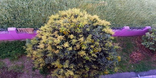 মার্চের বৃষ্টিতে হিমাচলে খুশি ফলচাষিরা, ফলন ভালো নিয়ে প্রত্যাশা