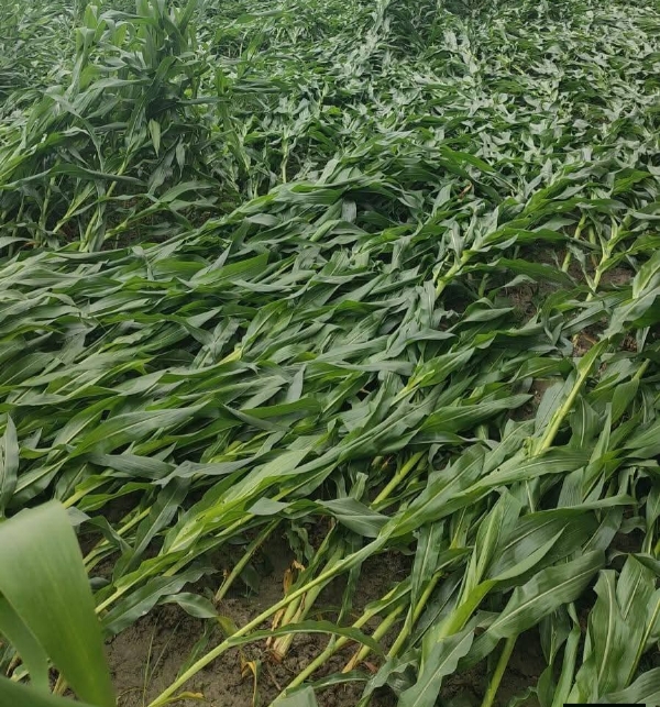 অকাল বৃষ্টিতে বিপর্যস্ত কৃষক, ভাগলপুরে ফসলের ব্যাপক ক্ষতি