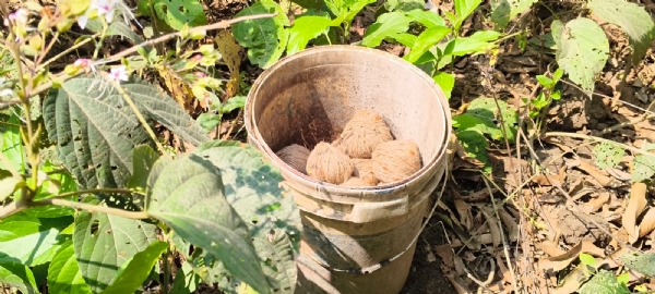 বোমা উদ্ধার বোমা উদ্ধার