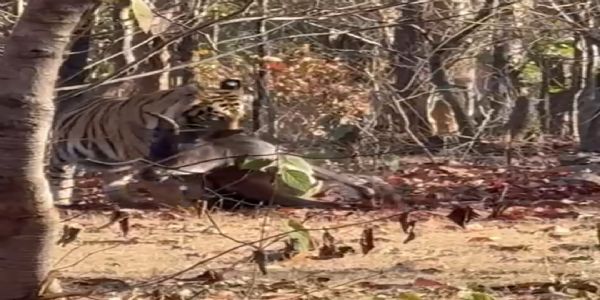 বান্ধবগড়ে রাস্তার ধারে গরু শিকার করে টানছে বাঘ, ভাইরাল ভিডিও ঘিরে চাঞ্চল্য