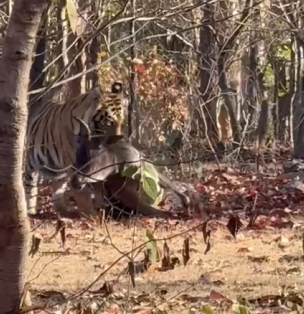 বান্ধবগড়ে রাস্তার ধারে গরু শিকার করে টানছে বাঘ, ভাইরাল ভিডিও ঘিরে চাঞ্চল্য