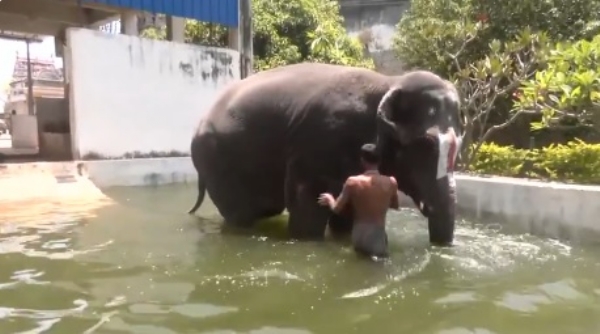 মাদুরাইতে তাপমাত্রা ঊর্ধ্বমুখী, হাতি সুন্দরভল্লীর জন্য বিশেষ যত্ন