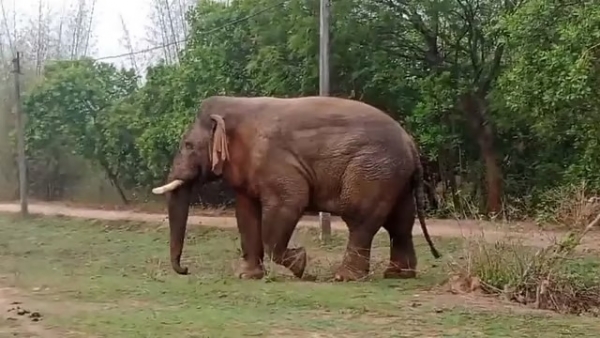 খাবারের সন্ধানে গ্রামে এল রামলাল, খেল গৃহস্থের উঠোনের এঁচোড়