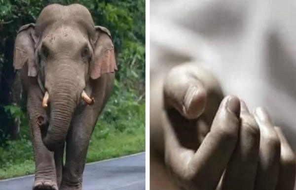 কোডারমাতে হাতির আতঙ্ক, নিহত দুই জন