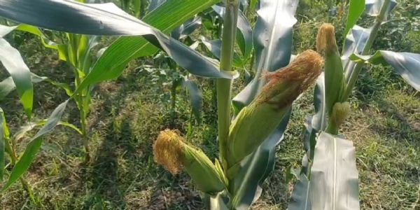 ব্যতিক্রমী ফসল ‘সুইট কর্ন’ চাষে সাফল্য, সোনামুড়ায় নজির গড়লেন কৃষক এবাদুল হক