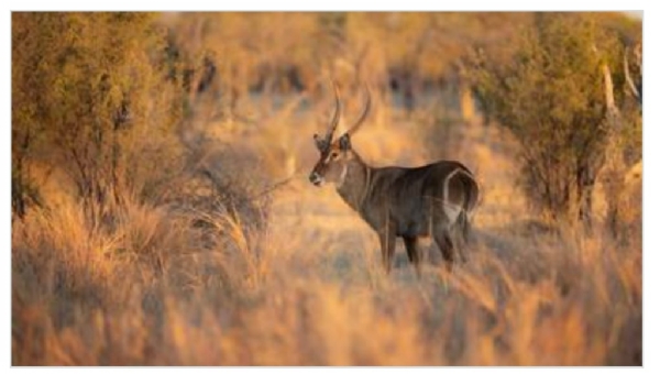 বিশ্ব বন্যপ্রাণী দিবসে অমিত শাহর বার্তা