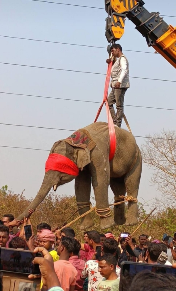 হাতির হানায় গ্রামবাসীর মৃত্যু, এলাকায় ব্যাপক ক্ষোভ