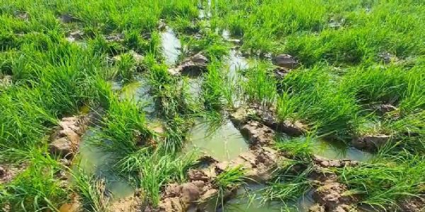 ঝাড়গ্রামে ৫০–৬০টি হাতির তাণ্ডব, টানা সাত দিন আতঙ্কে নেপুরা-সহ একাধিক গ্রামের বাসিন্দা