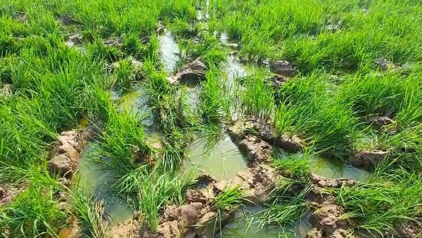 হাতির তাণ্ডব