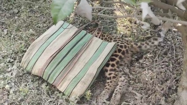 মৃত চিতাবাঘ