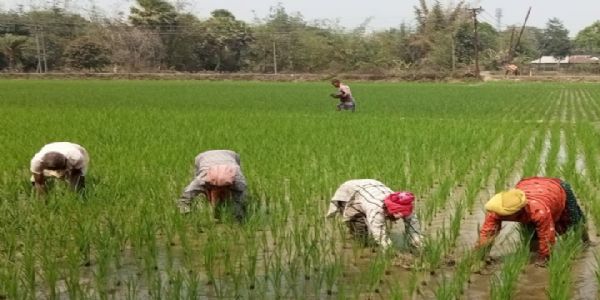 বোরো ধানের চাষে ব্যস্ত মহেশপুরের কৃষকরা, খরচ নিয়ে উদ্বেগ