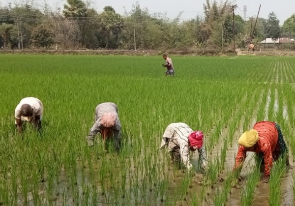 চাষাবাদে ব্যাস্ত কৃষক