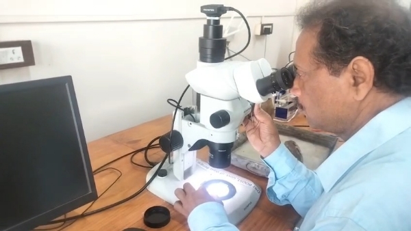 নতুন মাছ