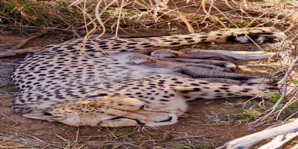 সুখবর, কুনো উদ্যানে পাঁচটি শাবকের জন্ম দিয়েছে জ্বালা