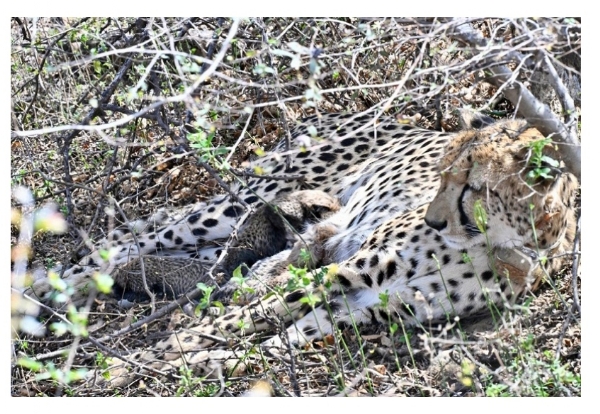 কুনো জাতীয় উদ্যানে চিতার বংশবৃদ্ধি