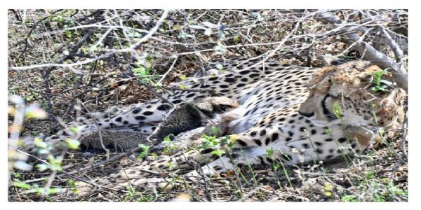 কুনো জাতীয় উদ্যানে চিতার বংশবৃদ্ধি, বন্য পরিবেশে প্রথমবার ৪ শাবকের জন্ম দিল ভারতে জন্মানো ‘গামিনী’-র সন্তান