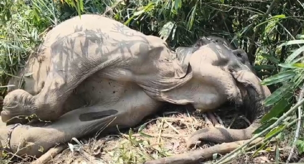 হাতির মৃত্যু হাতির মৃত্যু