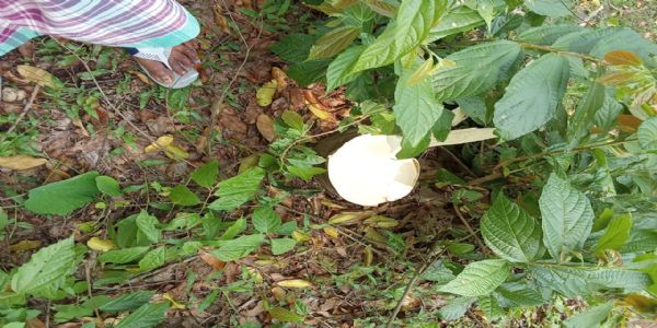 কদমতলায় রাতের অন্ধকারে আগর গাছ চুরি, ক্ষোভে ফুঁসছে এলাকাবাসী