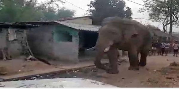 ঝাড়গ্রামে ভোট কেন্দ্রে চলে এল হাতি, বাঁকুড়ায় বিশেষভাবে সক্ষমদের সহায়তায় কেন্দ্রীয় বাহিনী