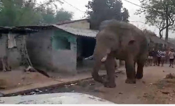 ঝাড়গ্রামে ভোট কেন্দ্রে চলে এল হাতি, বাঁকুড়ায় বিশেষভাবে সক্ষমদের সহায়তায় কেন্দ্রীয় বাহিনী