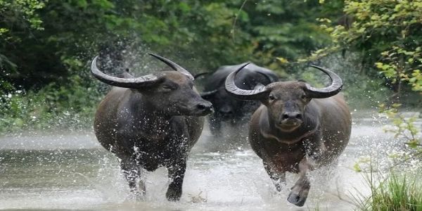 কাজিরাঙ্গা থেকে মধ্যপ্রদেশে আসছে চার বুনো মহিষ, পুনর্বাসন কর্মসূচির সূচনা