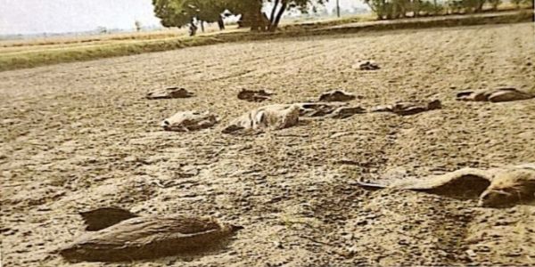 লখিমপুরে ২৫টি গৃধিনী মৃত, অচেতন ৫; বন দফতরে চাঞ্চল্য