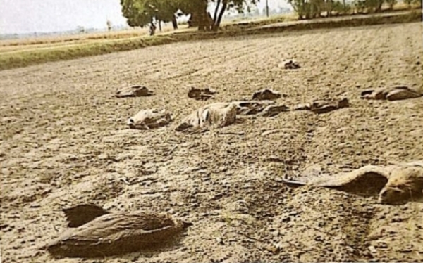 লখিমপুরে ২৫টি গৃধিনী মৃত, অচেতন ৫; বন দফতরে চাঞ্চল্য