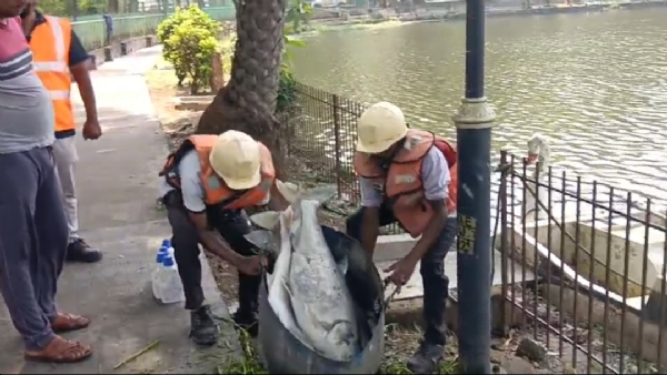 পুকুরে শতাধিক মাছের মৃত্যুতে চাঞ্চল্য, আতঙ্ক পূর্ব সিংভূমে