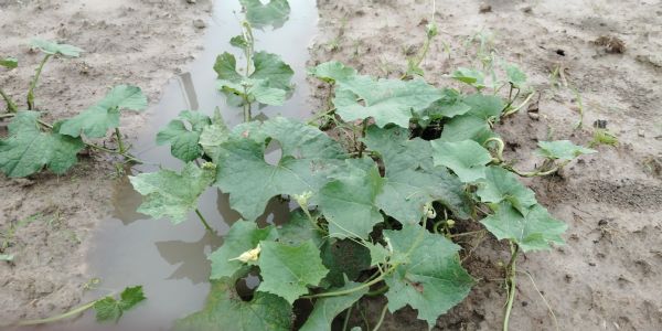 অসময়ে বৃষ্টিতে ক্ষতির মুখে আরামবাগ-গোঘাটের চাষিরা, বাড়ছে দুর্ভোগ