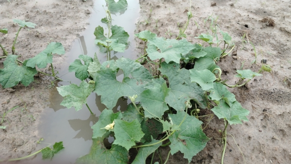 বৃষ্টিতে ক্ষতিগ্রস্ত সব্জির জমি