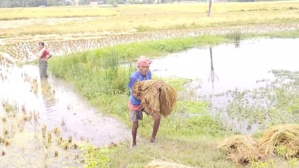 ধানের ক্ষতি
